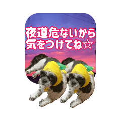 [LINEスタンプ] 愛犬の被り物と夜空