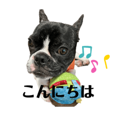 [LINEスタンプ] フレンチブルドッグ てっちゃん3