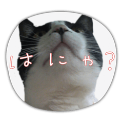 [LINEスタンプ] ハチワレ猫のメイちゃん②