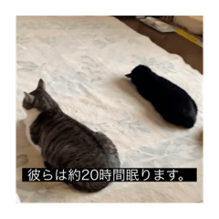 [LINEスタンプ] 四足の毛玉
