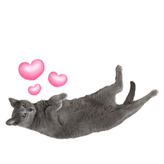 [LINEスタンプ] 怪物猫シリーズ1