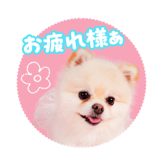 [LINEスタンプ] ポメラニアン♡百恵スタンプ