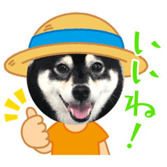 [LINEスタンプ] 黒柴ホタルの日常
