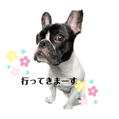 [LINEスタンプ] フレンチブルドッグ てっちゃん4