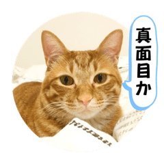 [LINEスタンプ] なつめ The orange tabby 5