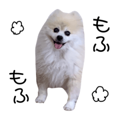 [LINEスタンプ] ちろるのふぉとすたんぷ。