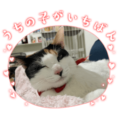 [LINEスタンプ] むぎちゃんとなかまたち