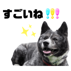 [LINEスタンプ] 秋田犬あおちゃん