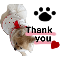 [LINEスタンプ] ポメラニアンのフランさん