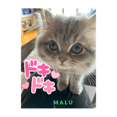 [LINEスタンプ] MALUのまったりライフ4