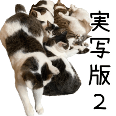 [LINEスタンプ] 《実写版》ゆる猫の日常あいさつ 2