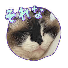 [LINEスタンプ] 3匹の猫太郎ぉぉぉぉ