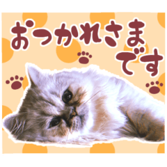 [LINEスタンプ] 子猫のちゃま2