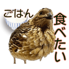 [LINEスタンプ] 使いやすくなった！リアル並うずらスタンプ