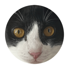 [LINEスタンプ] まるいねこず