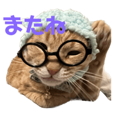 [LINEスタンプ] めんこいニャンず