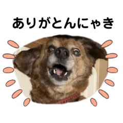 [LINEスタンプ] 愛犬ことらの使えるスタンプ(9)