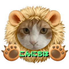 [LINEスタンプ] はり猫6