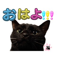 [LINEスタンプ] S家の黒猫の福ちゃん(ドアップ)