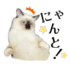 [LINEスタンプ] ラグドールのたぬとこ1