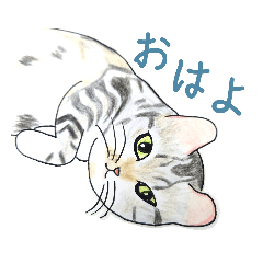 [LINEスタンプ] アメリカンカールの「ライ」