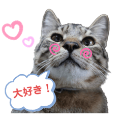 [LINEスタンプ] キジトラたいの、キラキラ介護スタンプ