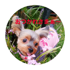 [LINEスタンプ] ディナの気持ち