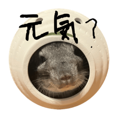 [LINEスタンプ] チンチラのうなぎすたんぷ