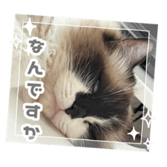 [LINEスタンプ] 3匹の猫太郎