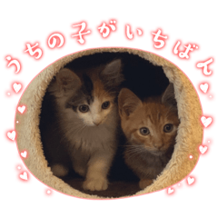 [LINEスタンプ] 仲良し♡てんむぎのかわゆいスタンプ