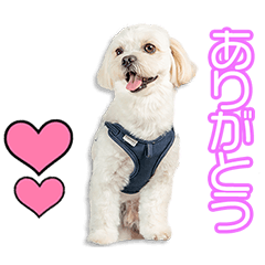 [LINEスタンプ] 中嶋家のソフィくん