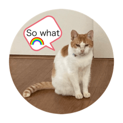 [LINEスタンプ] 茶白からのメッセージ猫は何でも知っている