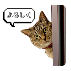 [LINEスタンプ] ぽむむさん