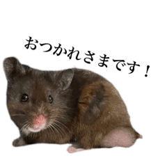 [LINEスタンプ] ぴのむに家（ていねい）