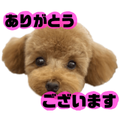 [LINEスタンプ] ティーカッププードルのミニーちゃん8