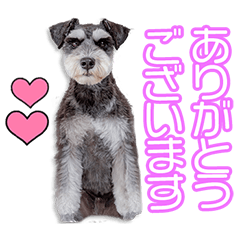 [LINEスタンプ] 千原家のバルちゃん