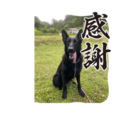 [LINEスタンプ] 動物スタンプりさ2