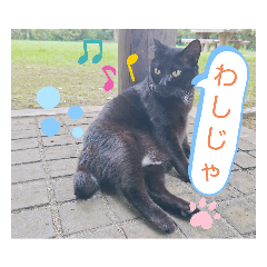 [LINEスタンプ] 天拝猫2