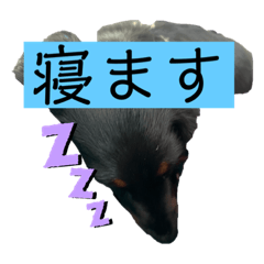 [LINEスタンプ] 犬とニンゲン