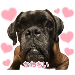 [LINEスタンプ] ボクサー犬 バル3