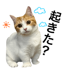 [LINEスタンプ] ジルテト〜日常スタンプ〜