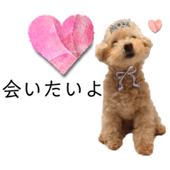 [LINEスタンプ] ちっちゃいプードルシュクルちゃん9の画像（メイン）