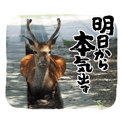 [LINEスタンプ] 動物スタンプその2いろいろ動物