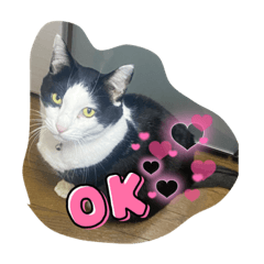 [LINEスタンプ] 4匹のCAT