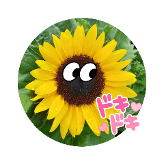 [LINEスタンプ] ヒマワリのきもち