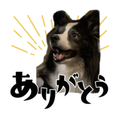 [LINEスタンプ] 愛犬ジュリアのスタンプ