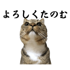 [LINEスタンプ] キューティクルキジトラの画像（メイン）