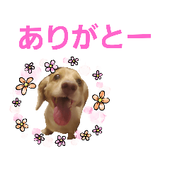 [LINEスタンプ] ミニチュアダックスはなちゃんの挨拶