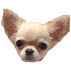[LINEスタンプ] お、いぬさま。