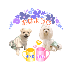 [LINEスタンプ] チャロくん＆ルルちゃんのラブラブスタンプ